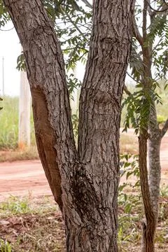 Pekea Nut Tree Trunk Stock Photos