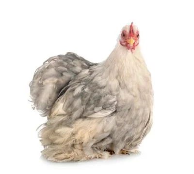 Pekin Bantam in studio Stock Photos