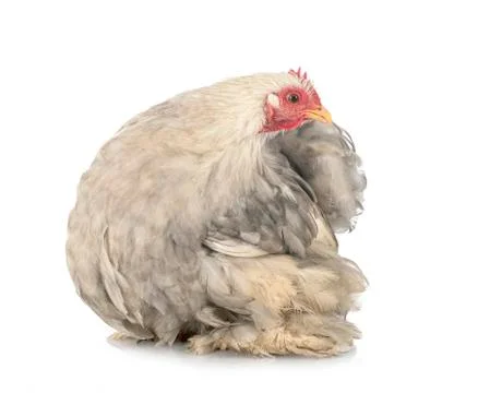 Pekin Bantam in studio Stock Photos