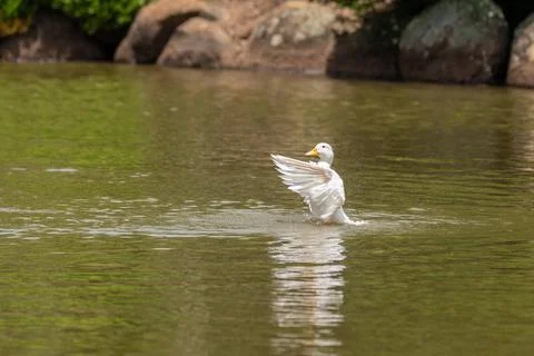 Pekin Duck floating in the water while flapping its wings Stock Photos