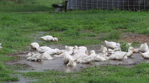 Pekin Ducks Stock Footage 51616160