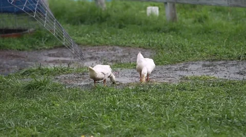 Pekin Ducks Stock Footage 51618178