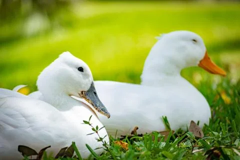 Pekin ducks side by side Stock Photos