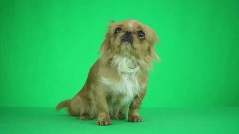 Pekinese is looking at a green background 스톡 동영상 83481084
