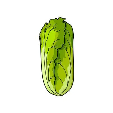 Peking cabbage isolated nappa or Romaine lettuce Ilustración de archivo