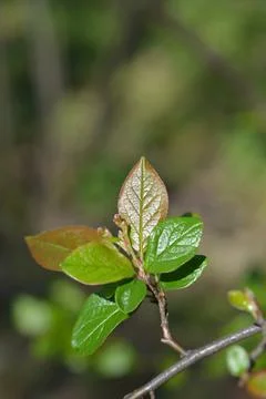 Peking cotoneaster Stock Photos
