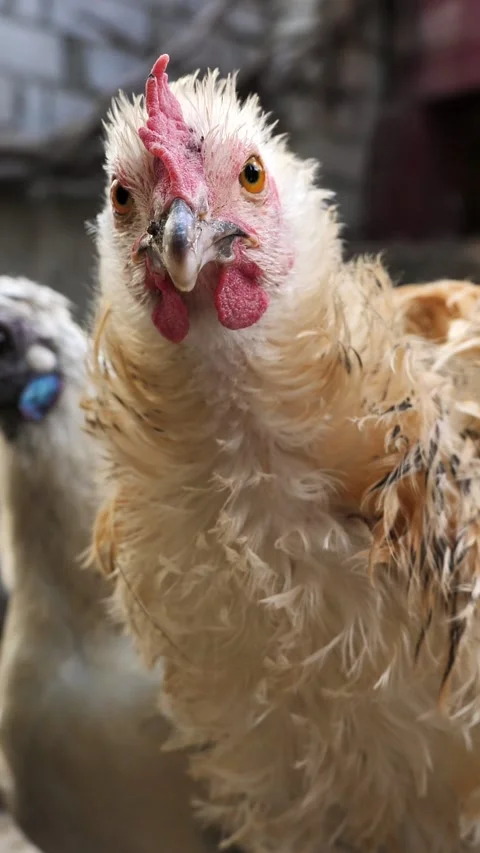 Peking curious chicken Cochin posing in the henhouse. Organic chicken in the Stock Footage 310892625