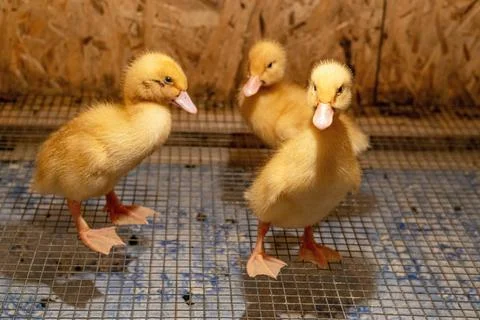 A peking Ducklings sits in a brooder Stock Photos