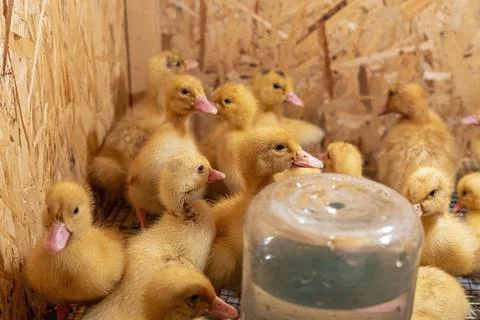 A peking Ducklings sits in a brooder Foto stock