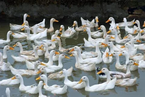 Peking oldest breed of meat-oriented ducks Stock Photos