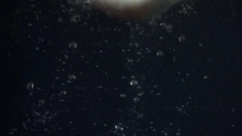 Pekingese cabbage in water Stock-Footage 85274604