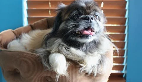 Pekingese in Cat Bed Stock Photos