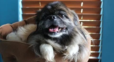 Pekingese in Cat Bed Stock Photos