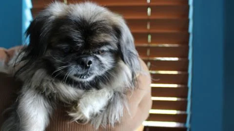 Pekingese in Cat Bed Stock Photos
