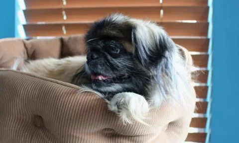 Pekingese in Cat Bed Stock Photos