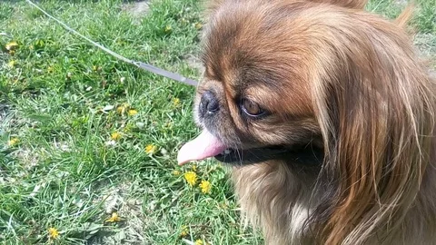 Pekingese deep breathing because of the heat. Video stock 71832326