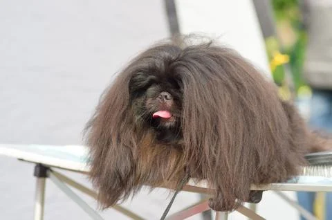 Pekingese dog Close-up Foto stock
