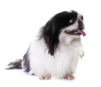Pekingese dog in studio Fotos Stock