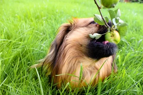 Pekingese eats an apple from a tree branch Stock Photos