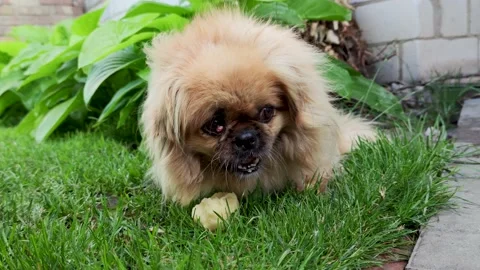 Pekingese eats food on the grass Stock Footage 201940622