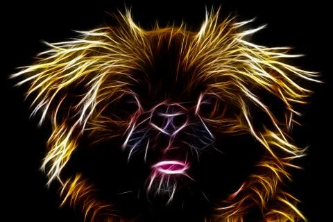 Pekingese face Ilustração Stock