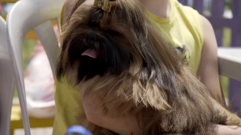 Pekingese Stock Footage 107191179
