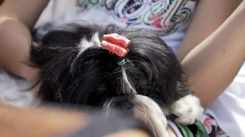 Pekingese Stock Footage 107191241