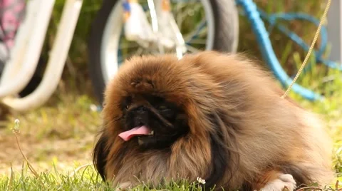 Pekingese  on the grass Stock Footage 50920231