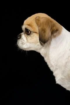 Pekingese Stock Photos