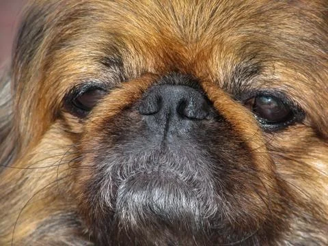 Pekingese Foto stock