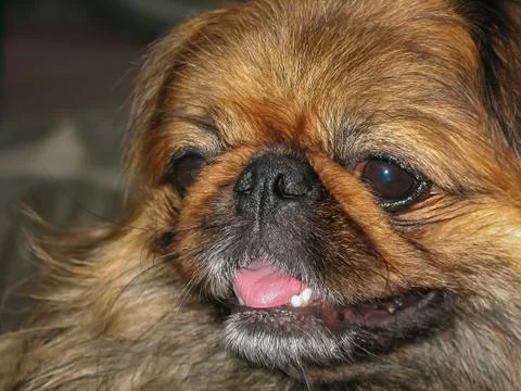 Pekingese Foto stock