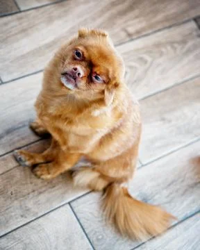 Pekingese Stock Photos