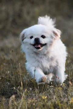 Pekingese Stock Photos
