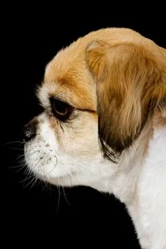 Pekingese profile Stock Photos