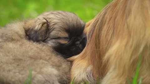 Pekingese puppies are sleeping together Stock Footage