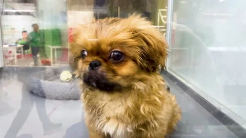 Pekingese puppy in a pet store wants to get out Stock Footage