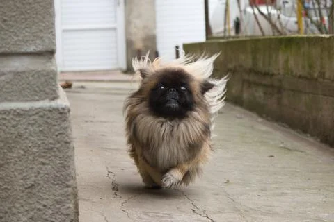 Pekingese sitting on the ground looking at the camera Stock Photos