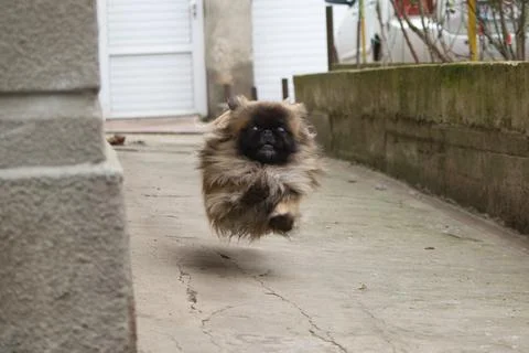 Pekingese sitting on the ground looking at the camera Stock Photos