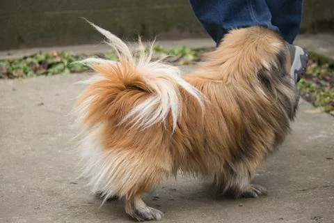 Pekingese sitting on the ground looking at the camera Stock Photos
