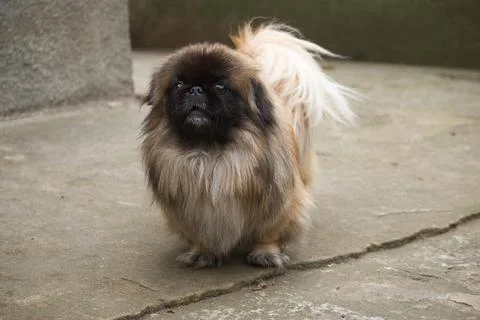 Pekingese sitting on the ground looking at the camera Stock Photos