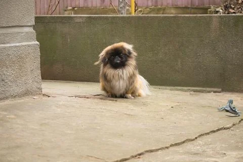 Pekingese sitting on the ground looking at the camera Stock Photos