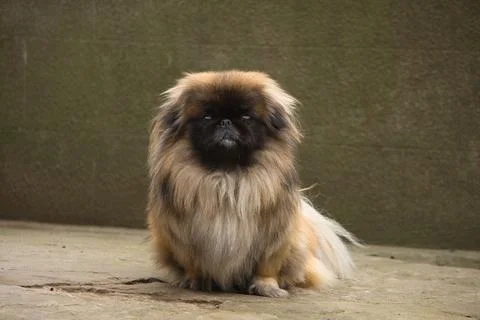 Pekingese sitting on the ground looking at the camera Stock Photos