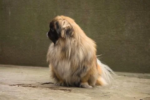 Pekingese sitting on the ground looking at the camera Stock Photos