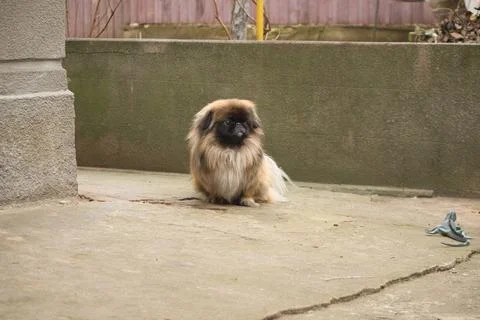 Pekingese sitting on the ground looking at the camera Stock Photos