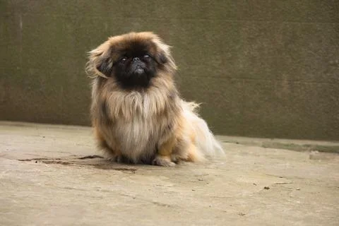 Pekingese sitting on the ground looking at the camera Stock Photos