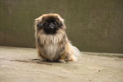 Pekingese sitting on the ground looking at the camera Stock Photos