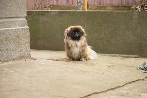 Pekingese sitting on the ground looking at the camera Stock Photos