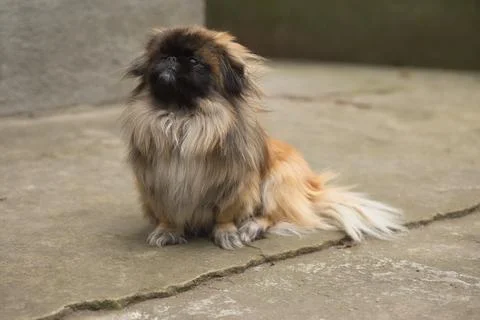 Pekingese sitting on the ground looking at the camera Stock Photos