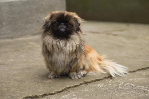 Pekingese sitting on the ground looking at the camera Stock Photos