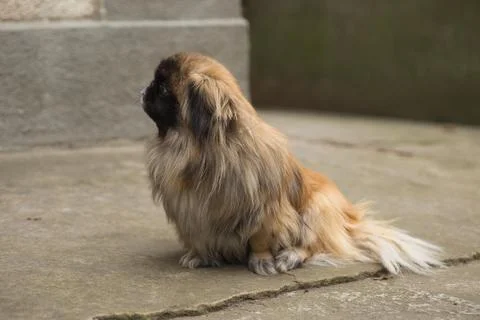 Pekingese sitting on the ground looking at the camera Stock Photos